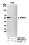 Regulator Of Microtubule Dynamics 3 antibody, NBP1-47293, Novus Biologicals, Western Blot image 