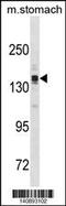 KIAA0634 antibody, 60-667, ProSci, Western Blot image 