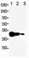 Matrix Metallopeptidase 7 antibody, PA5-79685, Invitrogen Antibodies, Western Blot image 