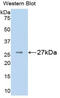 Chondroitin Sulfate Proteoglycan 4 antibody, LS-C301959, Lifespan Biosciences, Western Blot image 
