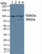 Jagged Canonical Notch Ligand 1 antibody, LS-B13930, Lifespan Biosciences, Western Blot image 