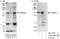 RHO Family Interacting Cell Polarization Regulator 1 antibody, A303-367A, Bethyl Labs, Western Blot image 