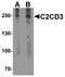 C2 Calcium Dependent Domain Containing 3 antibody, PA5-72860, Invitrogen Antibodies, Western Blot image 