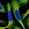 Growth Factor, Augmenter Of Liver Regeneration antibody, NBP1-90187, Novus Biologicals, Immunocytochemistry image 