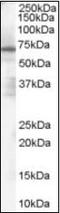 PARP2 antibody, orb88768, Biorbyt, Western Blot image 