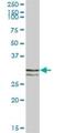Syntaxin 11 antibody, H00008676-B01P, Novus Biologicals, Western Blot image 