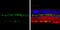 Visual system homeobox 2 antibody, GTX114143, GeneTex, Immunohistochemistry paraffin image 