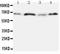 Secreted Phosphoprotein 1 antibody, PA1431, Boster Biological Technology, Western Blot image 