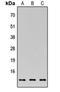 JunB Proto-Oncogene, AP-1 Transcription Factor Subunit antibody, orb256640, Biorbyt, Western Blot image 