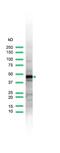 Keratin 17 antibody, PA5-32461, Invitrogen Antibodies, Western Blot image 