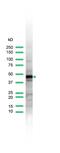 Keratin 17 antibody, PA5-32461, Invitrogen Antibodies, Western Blot image 