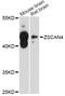 Zinc Finger And SCAN Domain Containing 4 antibody, abx126812, Abbexa, Western Blot image 