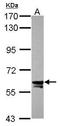 Target Of EGR1, Exonuclease antibody, GTX117545, GeneTex, Western Blot image 