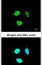 Transcription Factor 25 antibody, PA5-21418, Invitrogen Antibodies, Immunofluorescence image 