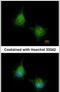 EMAP Like 2 antibody, PA5-30494, Invitrogen Antibodies, Immunofluorescence image 