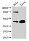 CD46 Molecule antibody, CSB-PA004939EA01HU, Cusabio, Western Blot image 