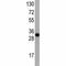 Autophagy Related 7 antibody, F53497-0.1ML, NSJ Bioreagents, Western Blot image 