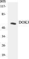 Docking Protein 3 antibody, LS-C291891, Lifespan Biosciences, Western Blot image 