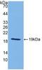 Interleukin 18 antibody, LS-C299348, Lifespan Biosciences, Western Blot image 