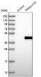 TRNA Selenocysteine 1 Associated Protein 1 antibody, NBP1-92536, Novus Biologicals, Western Blot image 