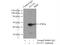 Flotillin 1 antibody, 15571-1-AP, Proteintech Group, Immunoprecipitation image 