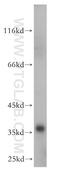 Cyclin Y antibody, 18042-1-AP, Proteintech Group, Western Blot image 