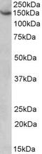 ATP/GTP Binding Protein 1 antibody, STJ72401, St John