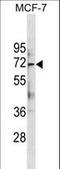 Autophagy Related 13 antibody, LS-C157559, Lifespan Biosciences, Western Blot image 