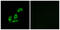 N-Terminal EF-Hand Calcium Binding Protein 3 antibody, GTX87171, GeneTex, Immunocytochemistry image 