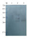 Tryptase Alpha/Beta 1 antibody, orb6398, Biorbyt, Western Blot image 