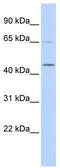 Histone H4 Transcription Factor antibody, TA330595, Origene, Western Blot image 