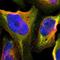 DANCE antibody, NBP1-90100, Novus Biologicals, Immunofluorescence image 