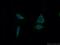 OTU domain-containing protein 5 antibody, 21002-1-AP, Proteintech Group, Immunofluorescence image 