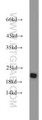 Regulator Of G Protein Signaling 10 antibody, 11163-1-AP, Proteintech Group, Western Blot image 