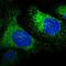 Reticulocalbin-1 antibody, NBP1-83483, Novus Biologicals, Immunofluorescence image 