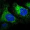 Reticulocalbin 1 antibody, NBP1-83483, Novus Biologicals, Immunofluorescence image 