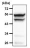 Mitogen-Activated Protein Kinase 8 antibody, MA5-15183, Invitrogen Antibodies, Immunoprecipitation image 