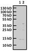 Histone Cluster 1 H2A Family Member M antibody, PA5-40152, Invitrogen Antibodies, Western Blot image 