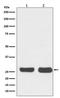 BCL2 antibody, M00040-2, Boster Biological Technology, Western Blot image 
