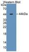 Interleukin 1 Receptor Accessory Protein antibody, abx131202, Abbexa, Western Blot image 