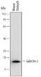 Galectin-2 antibody, MA5-24357, Invitrogen Antibodies, Western Blot image 