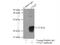 Coenzyme Q7, Hydroxylase antibody, 15083-1-AP, Proteintech Group, Immunoprecipitation image 