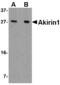 Akirin 1 antibody, MBS150529, MyBioSource, Western Blot image 