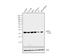 Peroxiredoxin-5, mitochondrial antibody, LF-MA0002, Invitrogen Antibodies, Western Blot image 