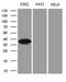 N-Myc And STAT Interactor antibody, LS-C798751, Lifespan Biosciences, Western Blot image 