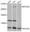 Notch Receptor 2 antibody, abx005606, Abbexa, Western Blot image 