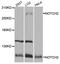 Notch Receptor 2 antibody, abx005606, Abbexa, Western Blot image 