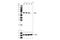 Insulin Like Growth Factor 2 MRNA Binding Protein 3 antibody, 57145S, Cell Signaling Technology, Western Blot image 