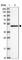 Ribonuclease/Angiogenin Inhibitor 1 antibody, HPA039223, Atlas Antibodies, Western Blot image 