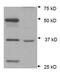 Aryl Hydrocarbon Receptor Interacting Protein antibody, NB100-127, Novus Biologicals, Western Blot image 